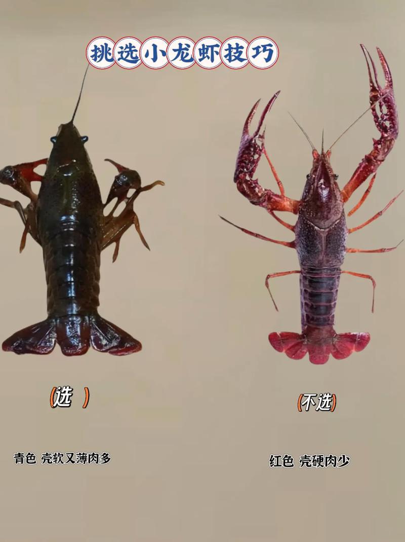 中国小龙虾有哪些常见品种?-图2 中国小龙虾有哪些常见品种?-图2