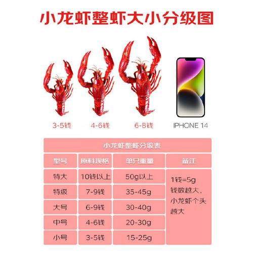 中国小龙虾有哪些常见品种?-图3 中国小龙虾有哪些常见品种?-图3