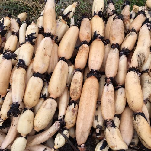 哪些是耦的高产品种?-图1 哪些是耦的高产品种?-图1