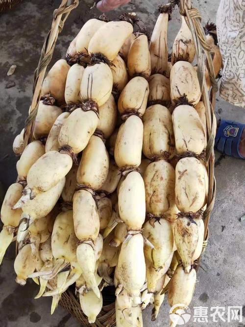 哪些是耦的高产品种?-图2 哪些是耦的高产品种?-图2