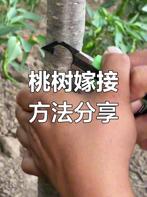 核桃树夏季嫁接技术要点有哪些?-图1 核桃树夏季嫁接技术要点有哪些?-图1
