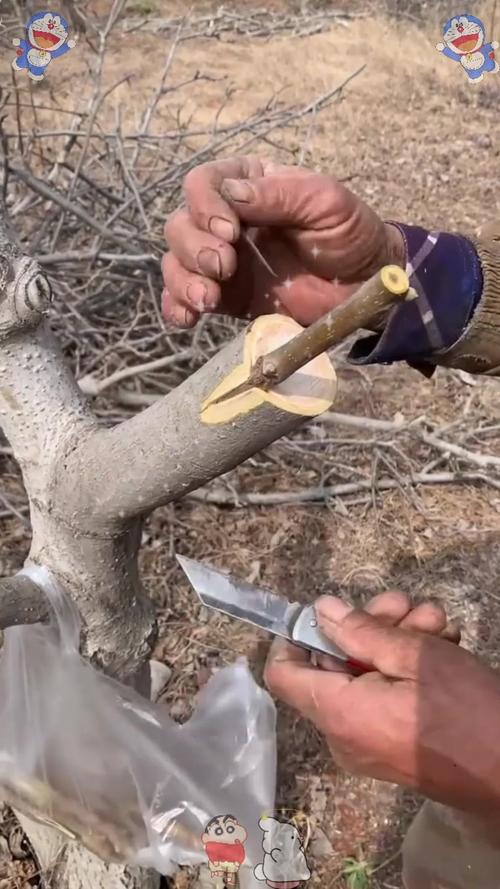 核桃树夏季嫁接技术要点有哪些?-图2 核桃树夏季嫁接技术要点有哪些?-图2