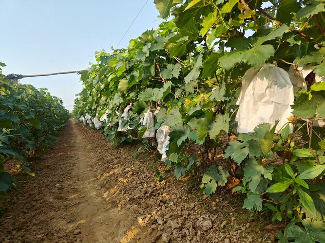 夏黑葡萄栽培技术视频,如何高效种植?-图1 夏黑葡萄栽培技术视频,如何高效种植?-图1