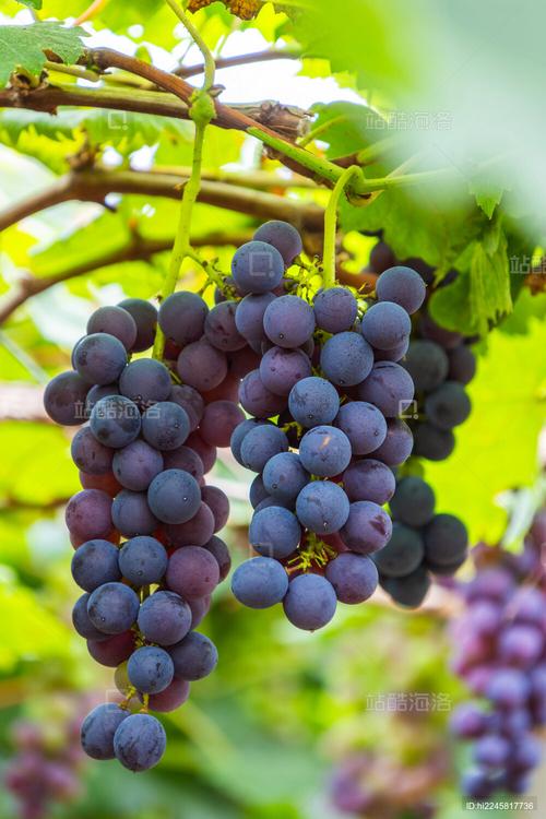 夏黑葡萄栽培技术视频,如何高效种植?-图2 夏黑葡萄栽培技术视频,如何高效种植?-图2