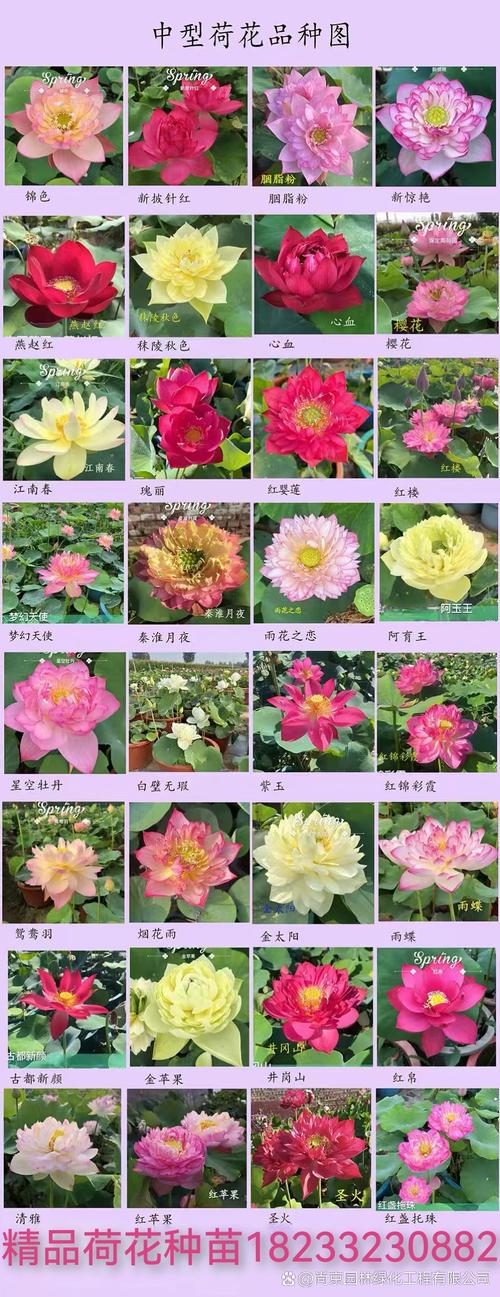 荷花的品种有多少钱-图1