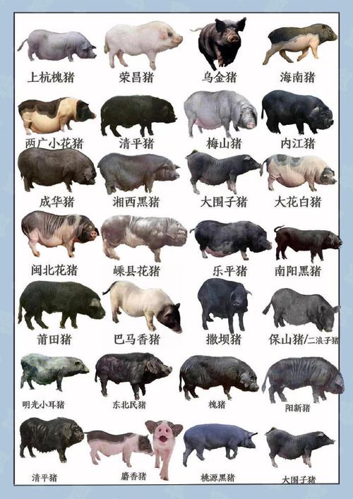 散养土猪哪个品种更优?-图1 散养土猪哪个品种更优?-图1