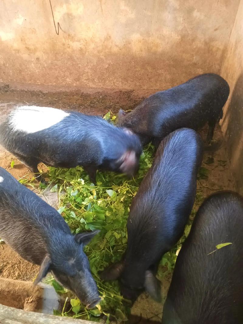 散养土猪哪个品种更优？-图2