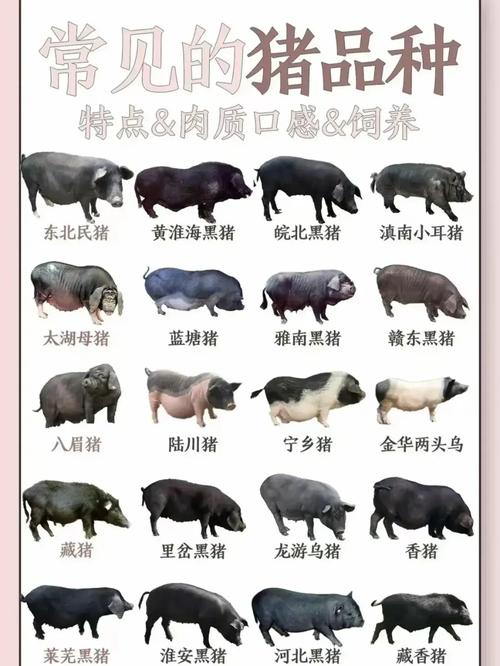 散养土猪哪个品种更优?-图3 散养土猪哪个品种更优?-图3