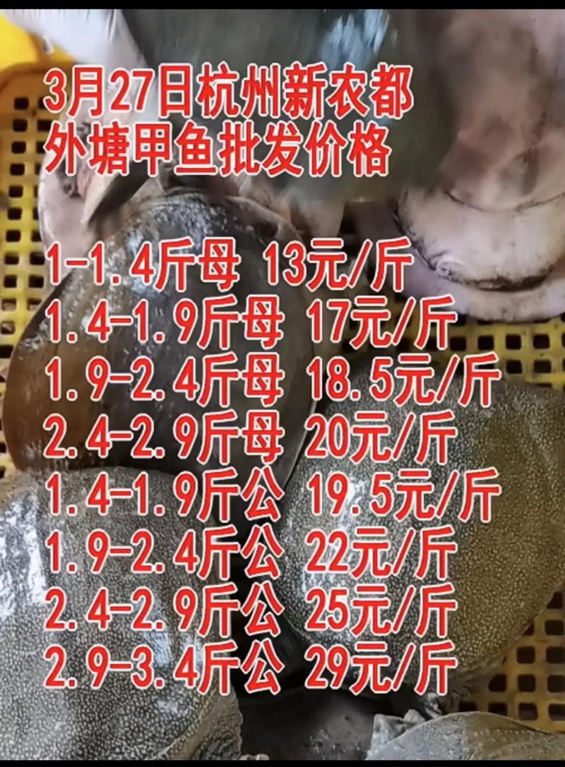 今天农都市场甲鱼多少钱一斤?-图1 今天农都市场甲鱼多少钱一斤?-图1