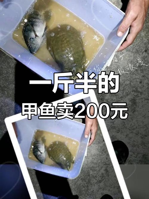 今天农都市场甲鱼多少钱一斤?-图2 今天农都市场甲鱼多少钱一斤?-图2