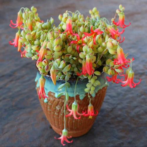 吊兰类多肉有哪些常见品种？-图1