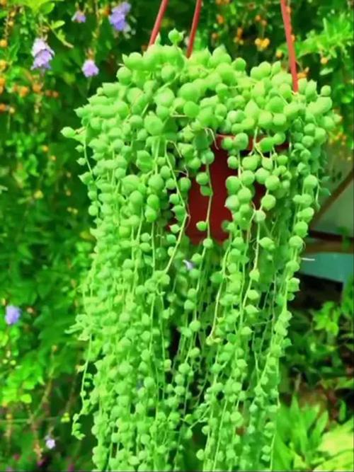 吊兰类多肉有哪些常见品种？-图2