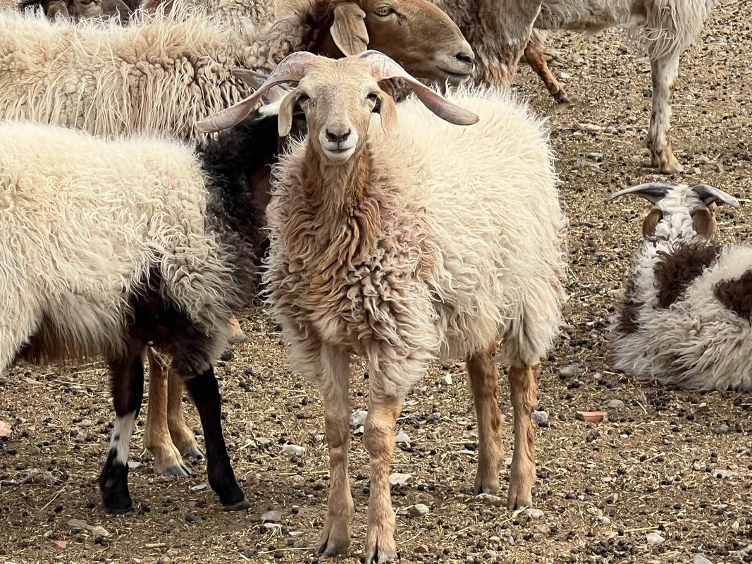 绵羊十大品种，哪种最适合养殖？-图2