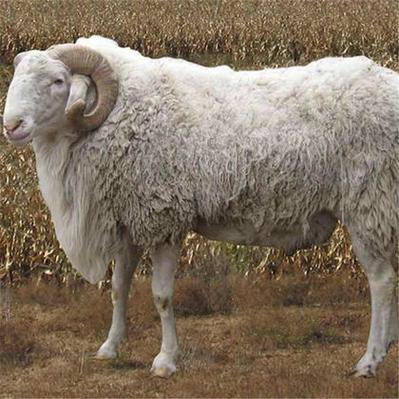 绵羊十大品种，哪种最适合养殖？-图3