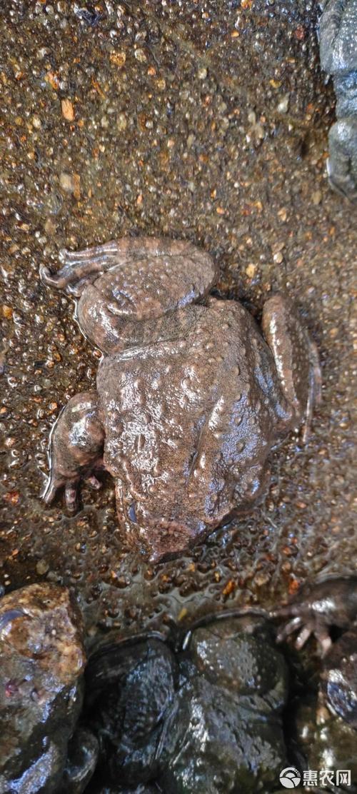 贵州石蛙养殖技术视频,新手能学会吗?-图2 贵州石蛙养殖技术视频,新手能学会吗?-图2