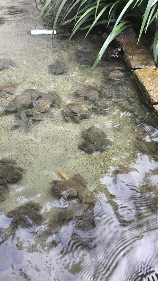 贵州石蛙养殖技术视频,新手能学会吗?-图1 贵州石蛙养殖技术视频,新手能学会吗?-图1