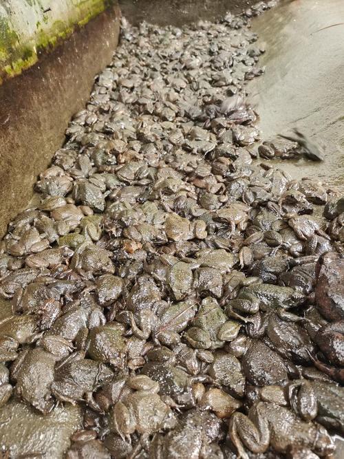 贵州石蛙养殖技术视频,新手能学会吗?-图3 贵州石蛙养殖技术视频,新手能学会吗?-图3