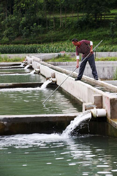 河道养鱼水产养殖技术有哪些关键要点？-图1