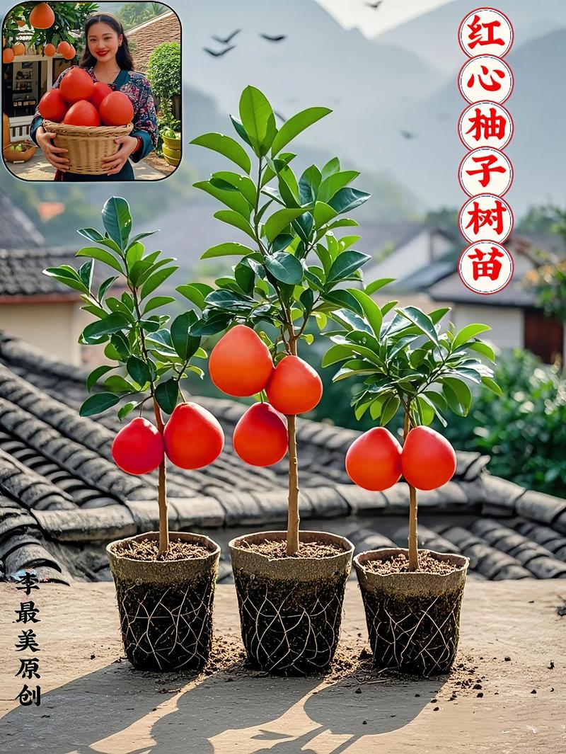 柚子树有哪些新品种?-图1 柚子树有哪些新品种?-图1