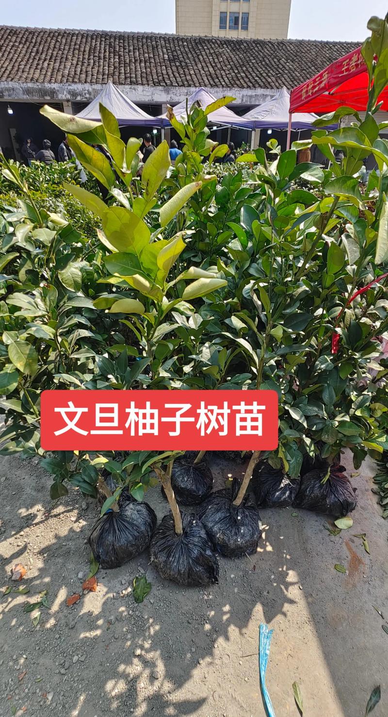 柚子树有哪些新品种?-图2 柚子树有哪些新品种?-图2