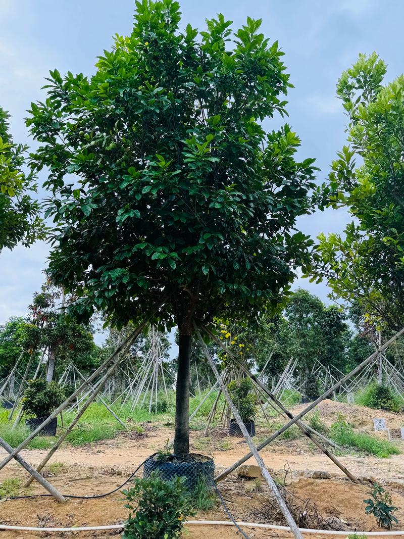 柚子树有哪些新品种?-图3 柚子树有哪些新品种?-图3