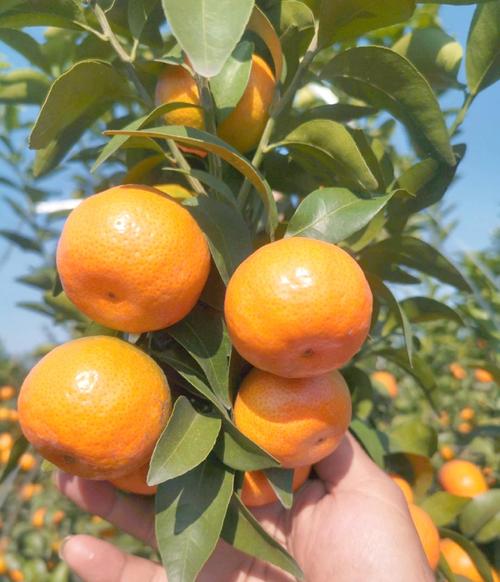 柑桔最新品种有哪些？-图2
