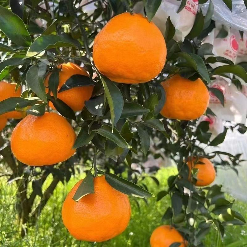 柑桔最新品种有哪些？-图1