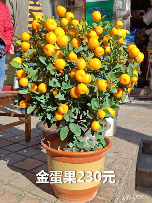 柑桔最新品种有哪些？-图3