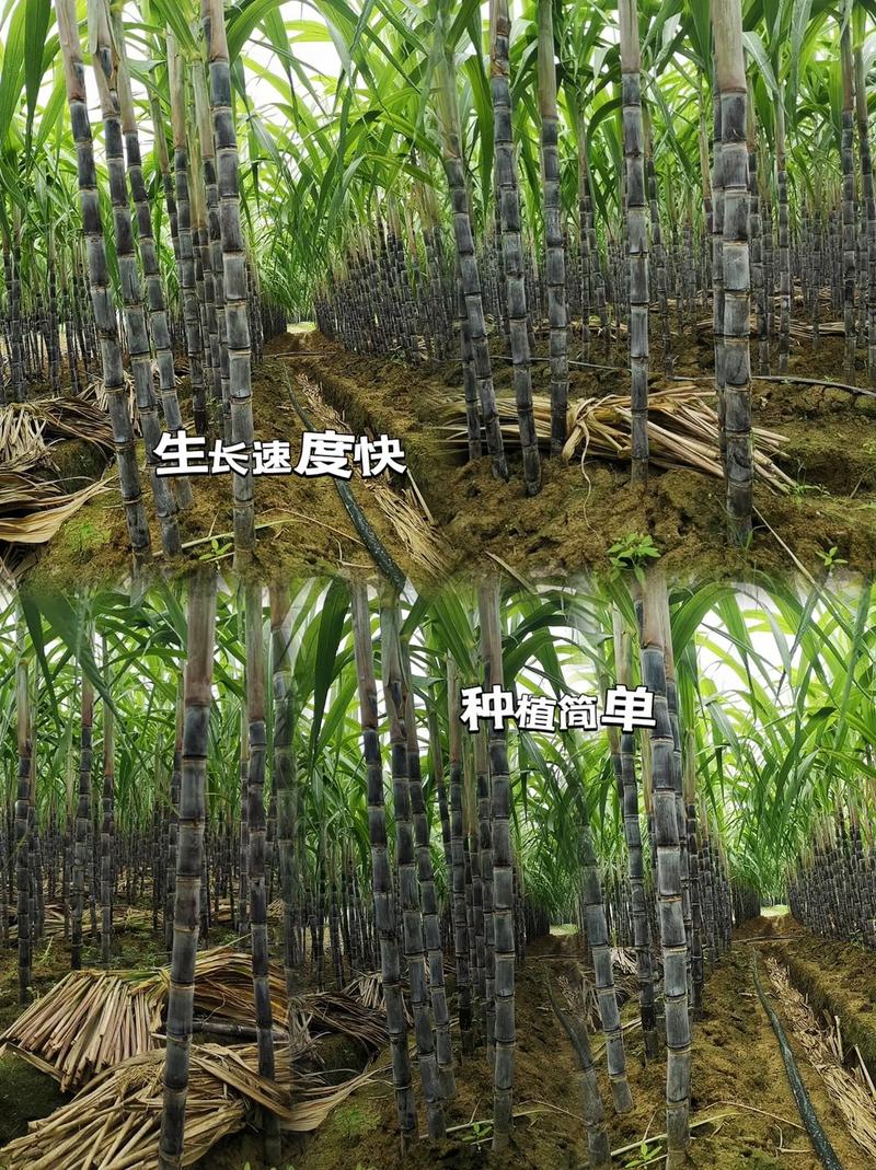 甘蔗甘蔗怎么种?管理技术有哪些关键点?-图1 甘蔗甘蔗怎么种?管理技术有哪些关键点?-图1