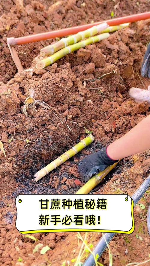 甘蔗甘蔗怎么种?管理技术有哪些关键点?-图2 甘蔗甘蔗怎么种?管理技术有哪些关键点?-图2