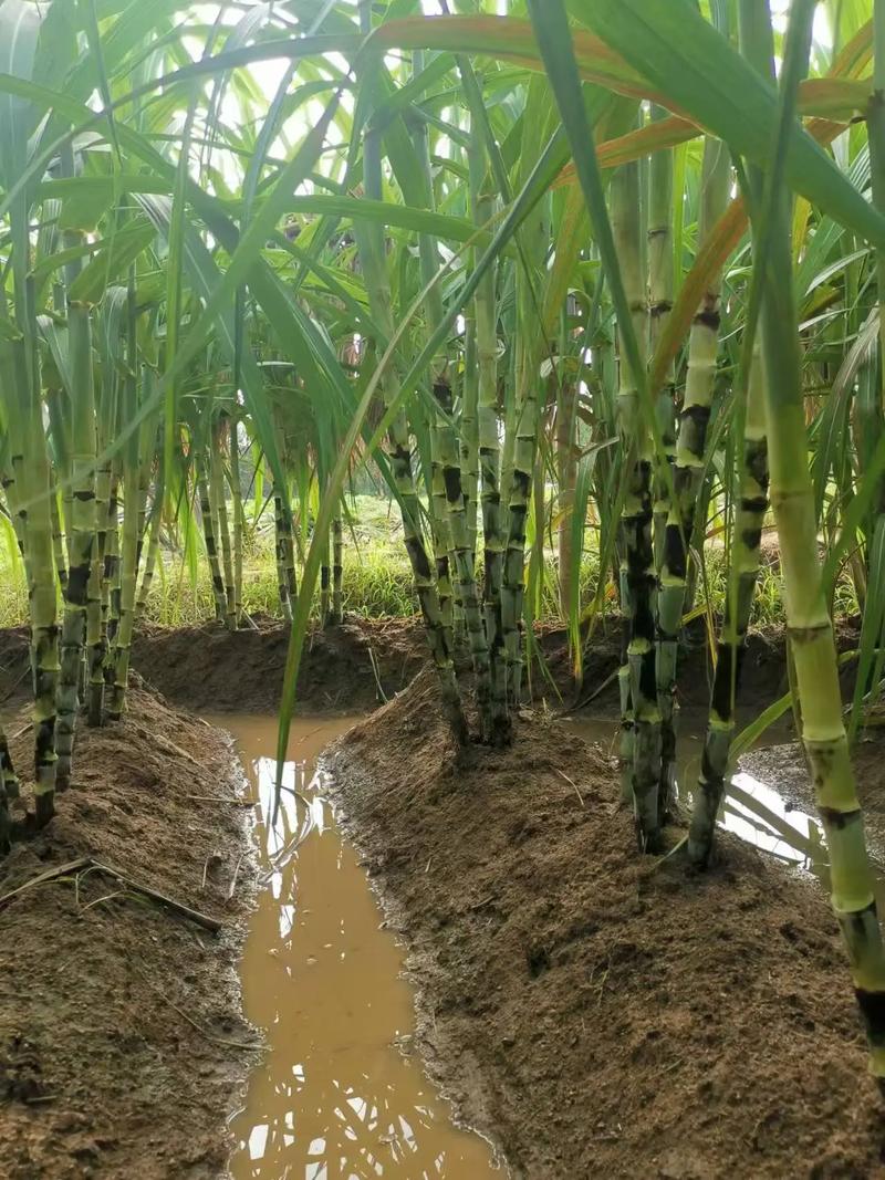 甘蔗甘蔗怎么种?管理技术有哪些关键点?-图3 甘蔗甘蔗怎么种?管理技术有哪些关键点?-图3