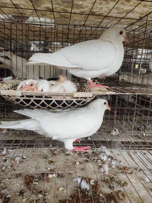 肉鸽品种有哪些？常见品种是什么？-图1