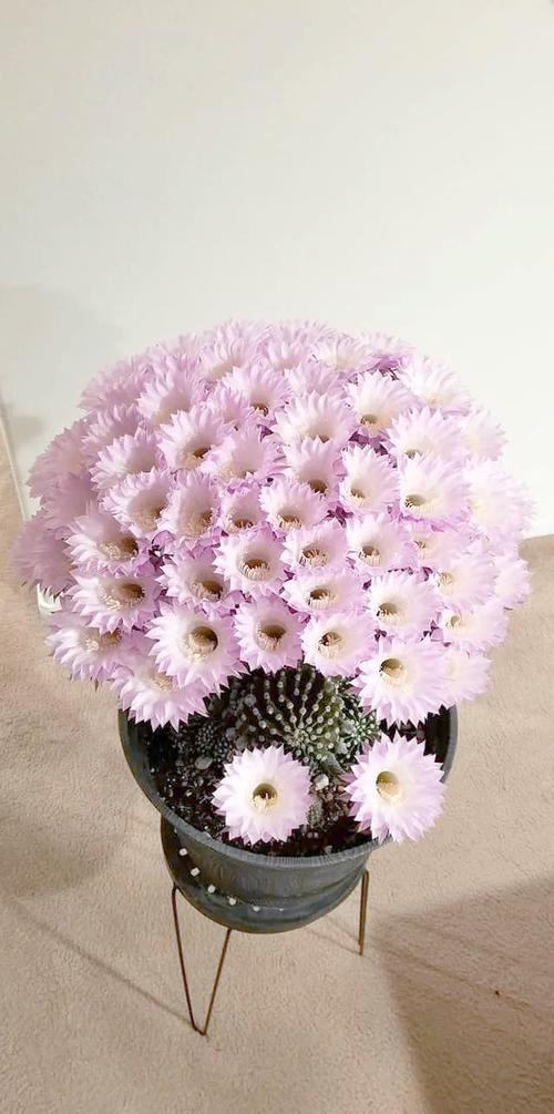 哪些仙人掌能开花？-图3