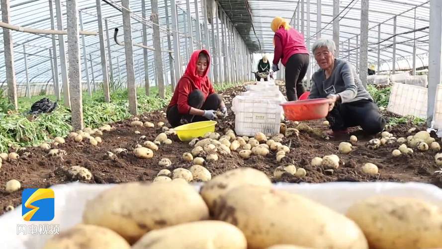 春季大棚土豆怎么种才高产？-图1