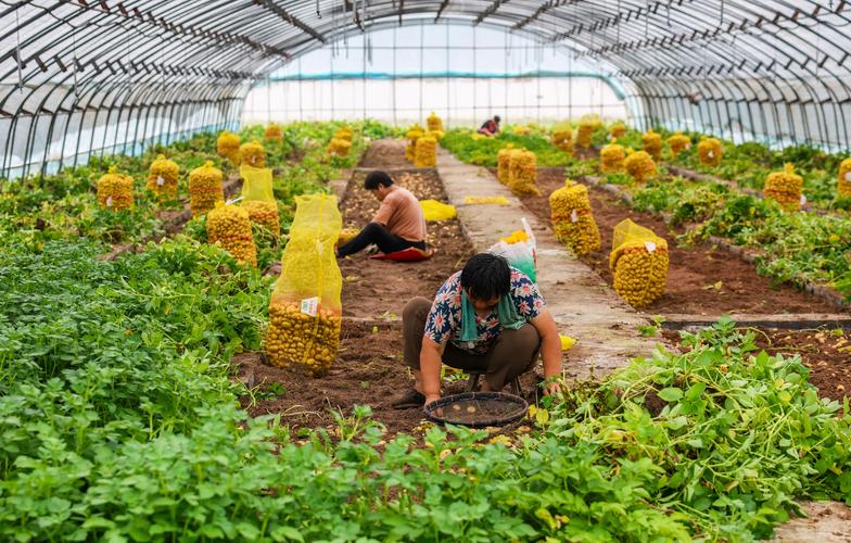 春季大棚土豆怎么种才高产？-图2