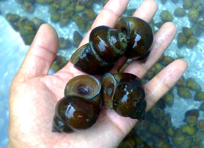 农广天地田螺养殖技术-图2