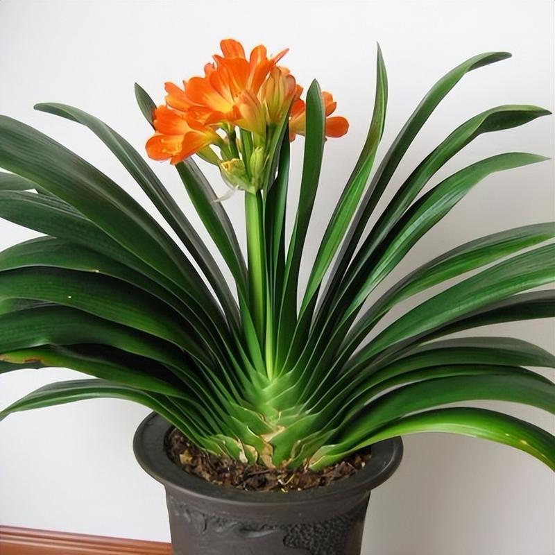 君子兰哪些品种最值得看？-图2