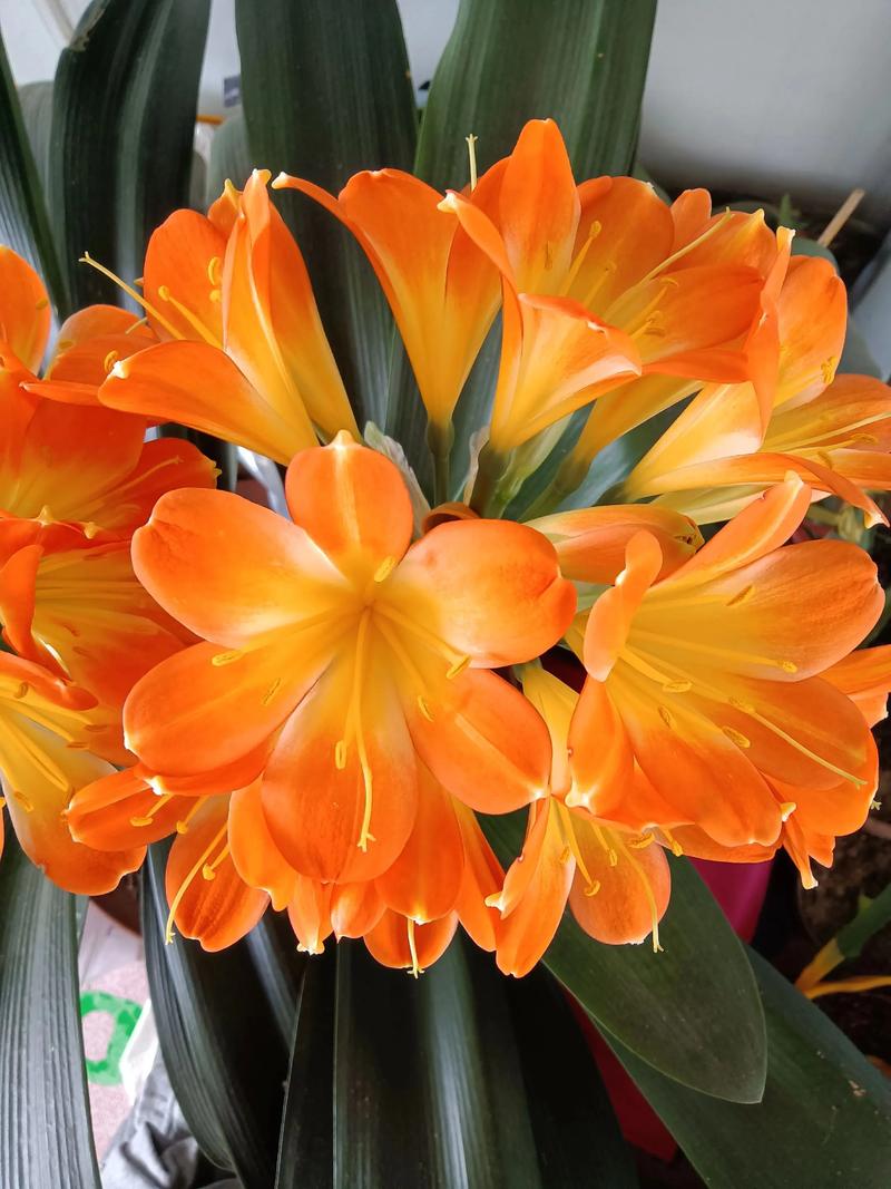 君子兰哪些品种最值得看？-图3