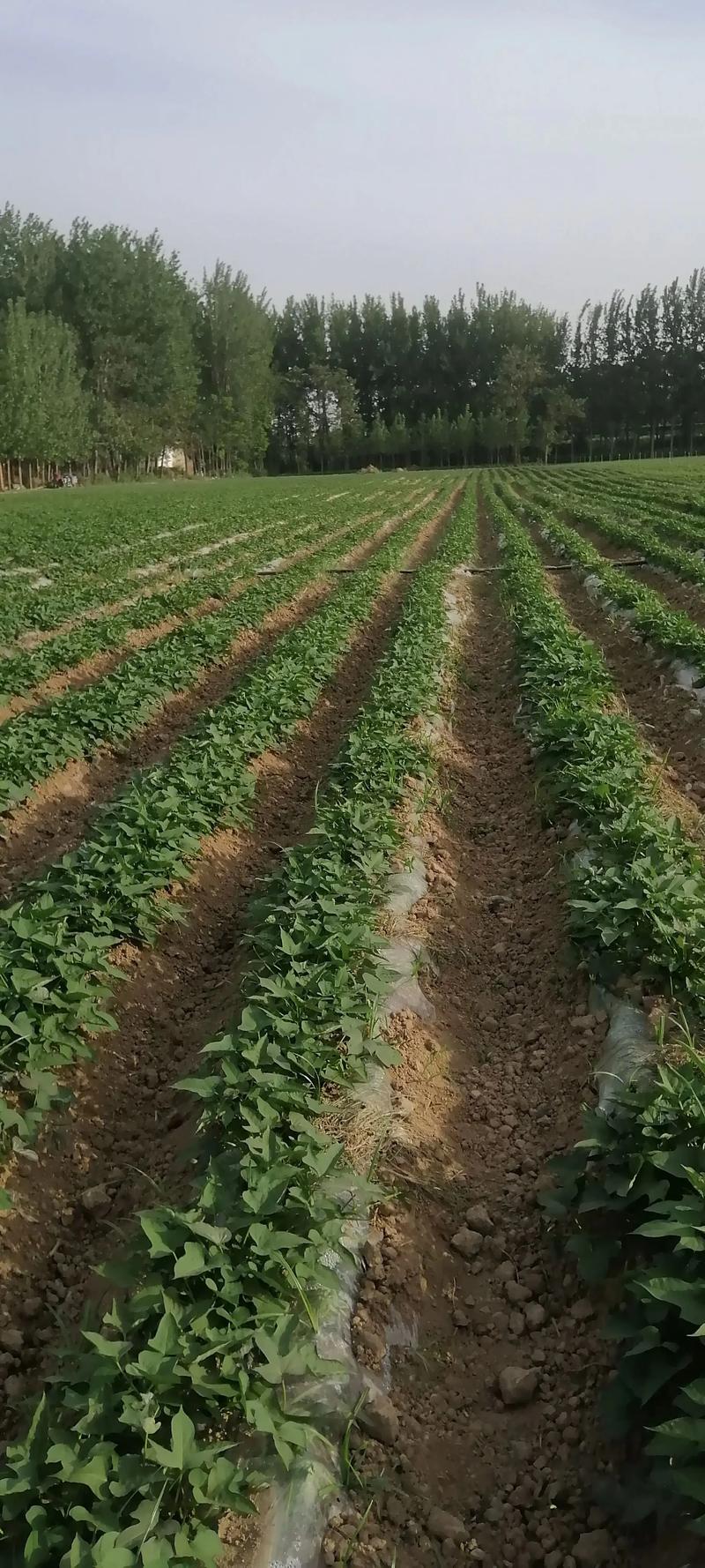 河南红薯种植视频，关键技术有哪些？-图1