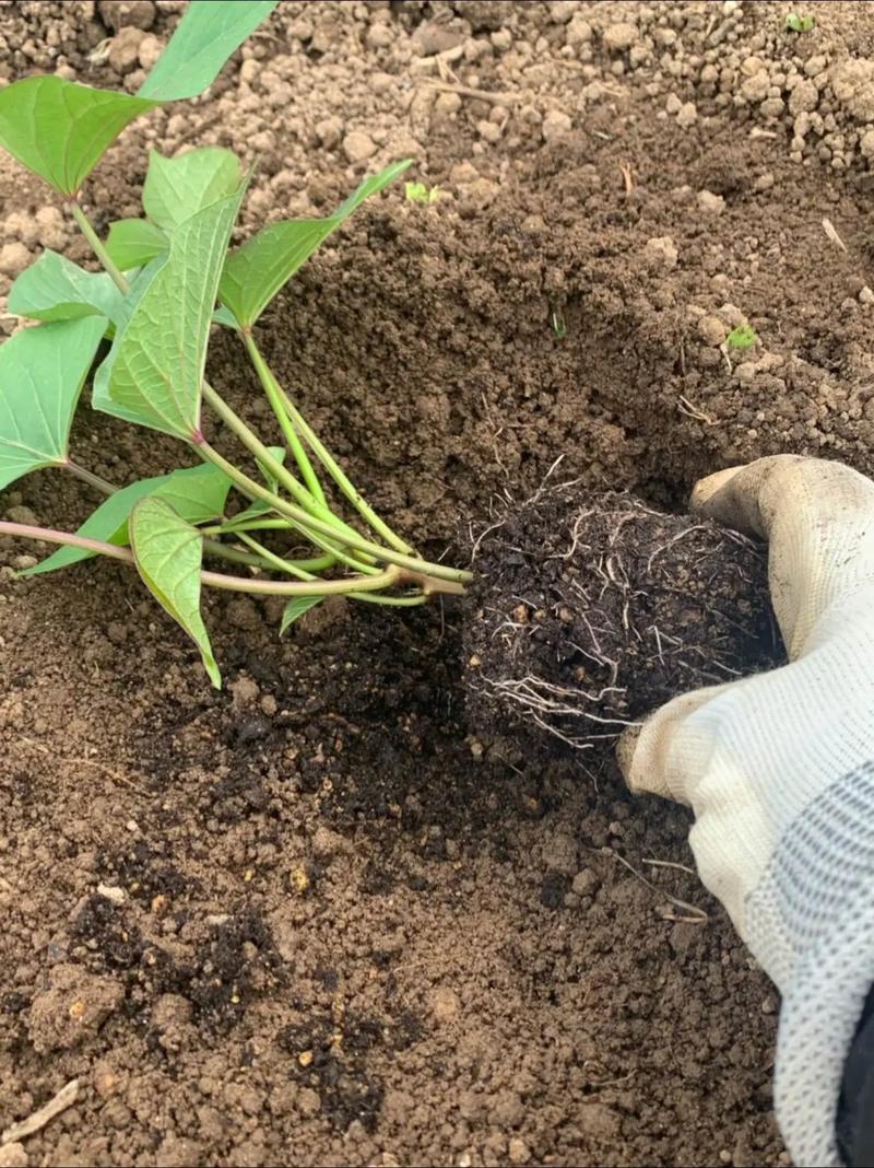 河南红薯种植视频，关键技术有哪些？-图2