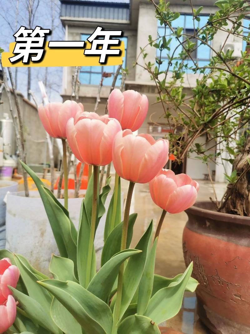 郁金香哪个品种能复花？-图1