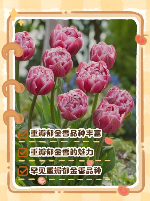 郁金香哪个品种能复花？-图2