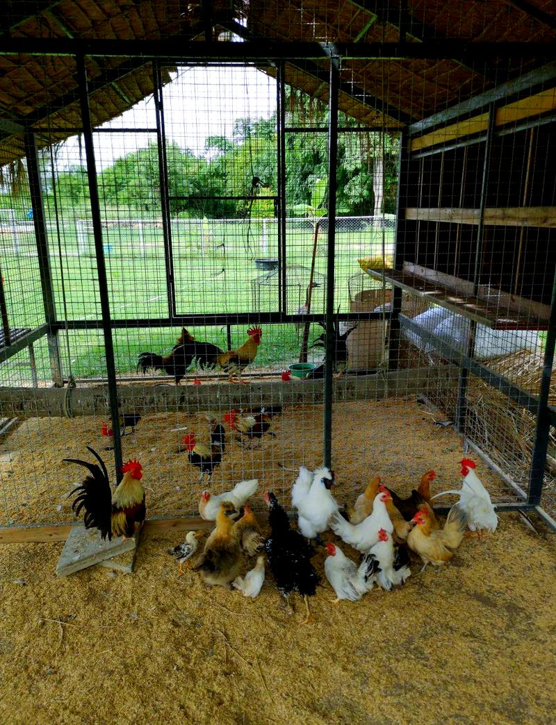 土鸡养殖技术视频怎么搭鹏？-图1