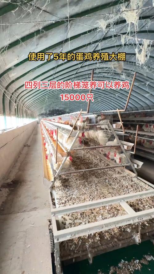 土鸡养殖技术视频怎么搭鹏？-图3