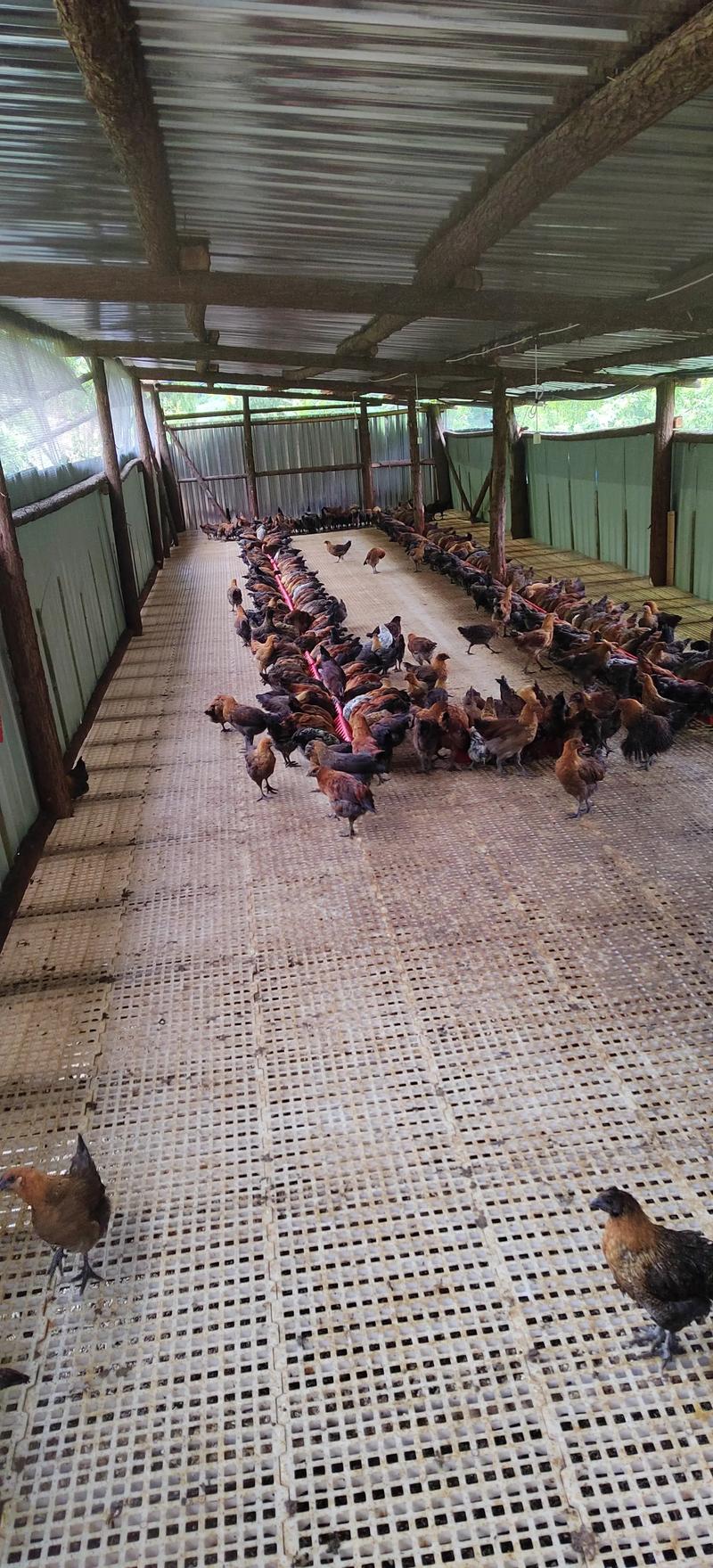 土鸡养殖技术视频怎么搭鹏？-图2