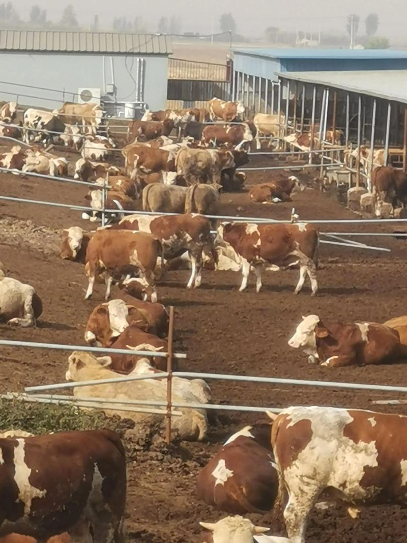 肉牛50天快育肥技术靠谱吗？-图3