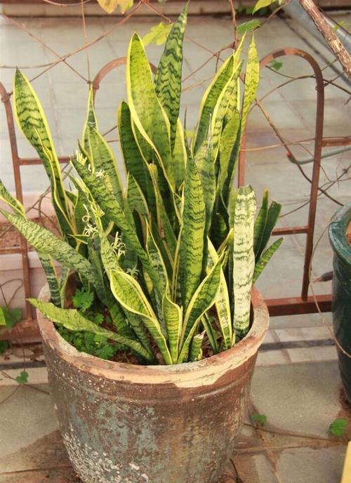 虎皮兰卷叶和直叶品种有何区别？-图1