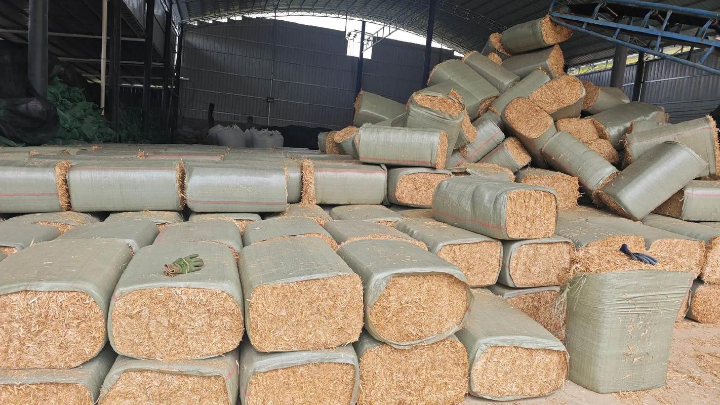 干玉米秸秆养牛羊技术如何高效利用？-图1