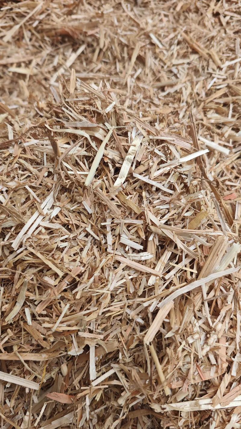 干玉米秸秆养牛羊技术如何高效利用？-图2