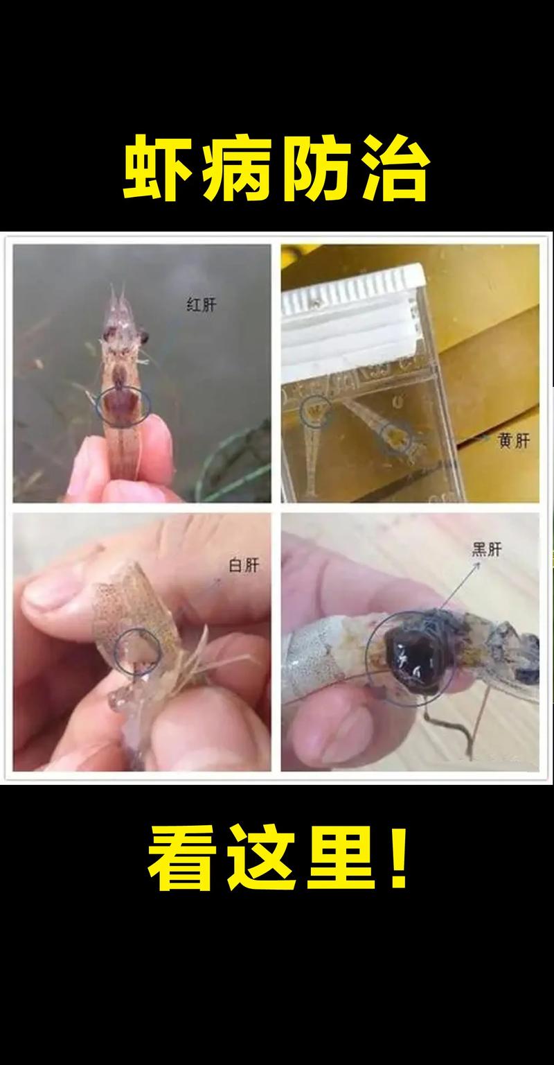 白对虾鲫鱼混养，关键技术是什么？-图1